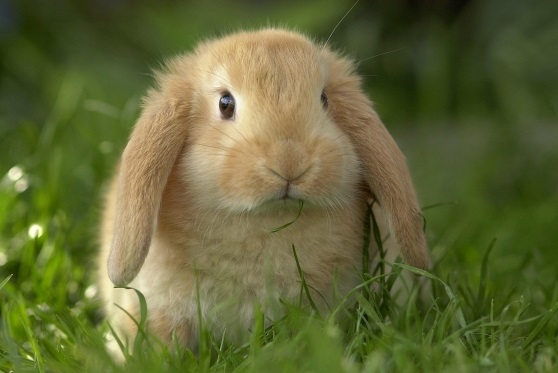 rabbit eating grass.jpg